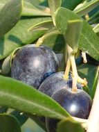 three black olives on a branch