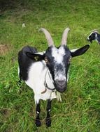 Cute black and white goat on the green meadow