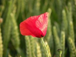 lonely pink wildflower