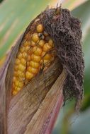 decrepit corn cob