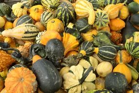 rich autumn harvest of pumpkin