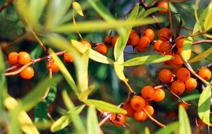 sea buckthorn berries on the bush