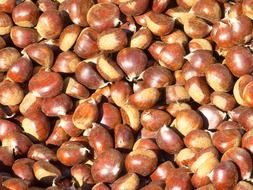 harvest of sweet chestnuts