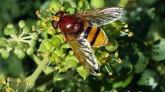 brown hoverfly insect