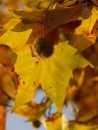 maple seeds on a background of leaves