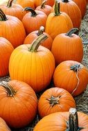 Lots of orange pumpkins for Halloween