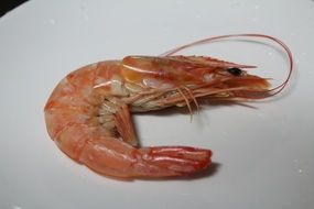 pink king prawn