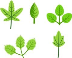 set of various green leaves, drawing