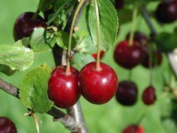 two red cherries on branch close up