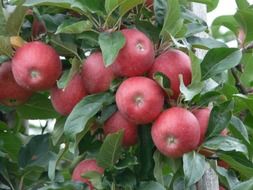 apple ripe
