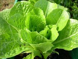 Lettuce salad in the garden