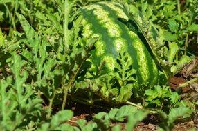 watermelon in the garden in the bright sun