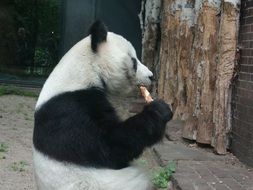 rare species of panda at the zoo in berlin