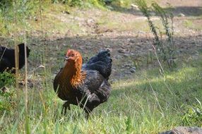 cock walking along grass