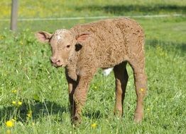 beige calf in the meadow