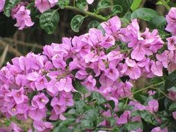 Beautiful purple flowers in the forest