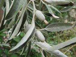 elaeagnus angustifolia