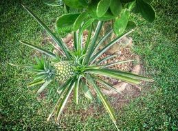 exotic pineapple