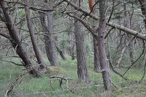 trees in the forest with green grass