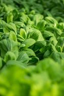 green leaves of salad