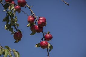 red ripe apples in autumn time