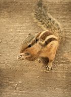 Wild squirrel on the tree