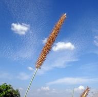 Napier plant in India