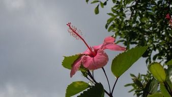 hibiscus flower outdoors