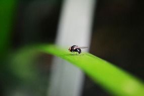 tiny insect on a blade of grass macro photo