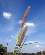 inflorescence reed against the sky