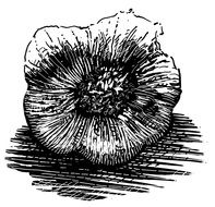 black and white drawing of garlic