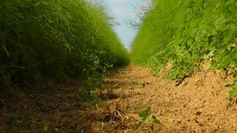 nature summer field