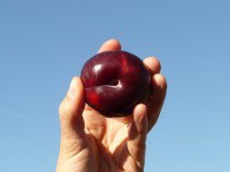 plum in the hands