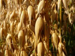 oat field close-up