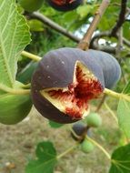 open ripe fig fruit on tree