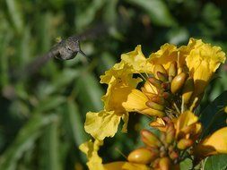 Small hummingbird near the yellow flower