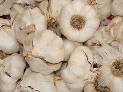 aromatic garlic