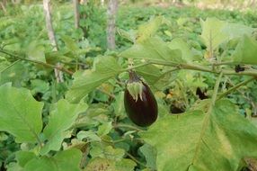 picture of the eggplant in nature