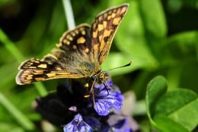 closeup picture of butterfly insect on a flower