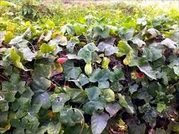 cucumbers on the garden
