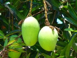 green mango on branches in the bright sun close up