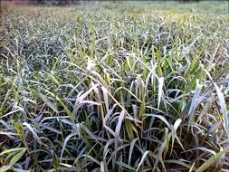 garden grass growth