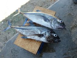 two fish as a catch from the pacific ocean