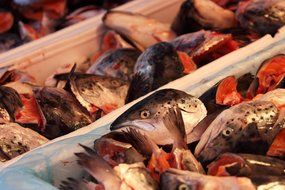 fish heads on the market