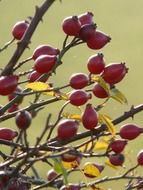 rosehip on a branch with yellow leaves