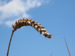 wheat spike in the bue sky