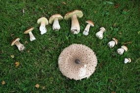 incredibly tasty mushrooms