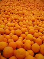 harvest of the sunny spanish oranges