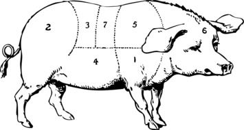 pig information drawing