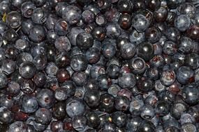 blueberry fruit